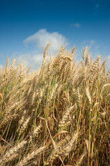 wheat field