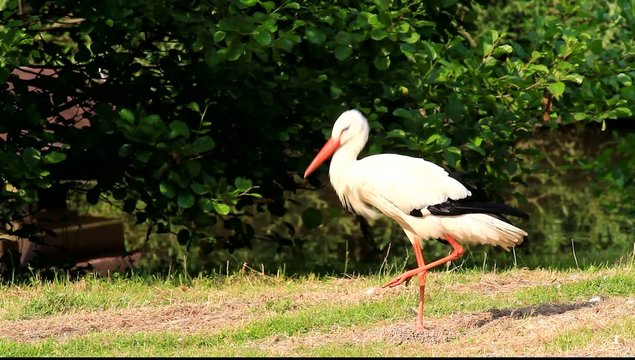 storch
