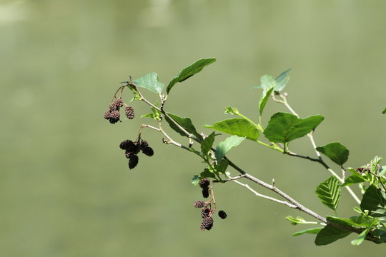 Chaton d'Aulne glutineux (Alnus glutinosa)