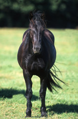 cheval de Mérens de face