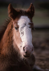 jeune clydesdale