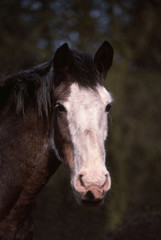 tristesse du clydesdale