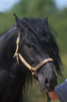cheval de m&eacute;rens