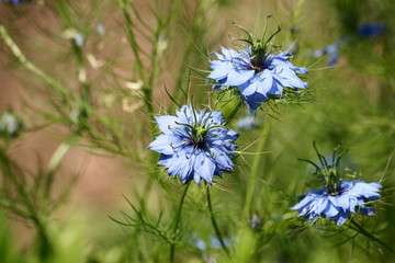 Blühender Schwarzkümmel