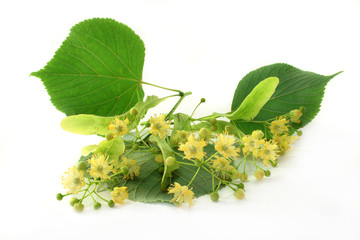 Lindenblüten