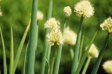 Obraz premium Küchenzwiebel