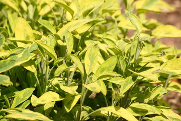 Buntblättriger Salbei