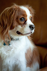 Cavalier King Charles Spaniel