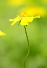 Yellow wildflower