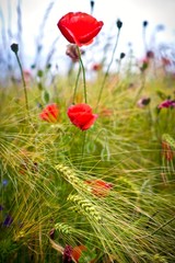 Obraz premium flowers