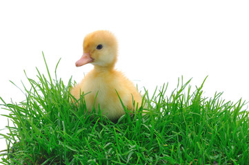 duck in grass