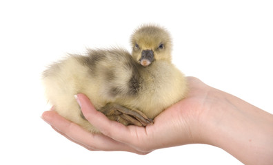 jeune oie dans une main de femme