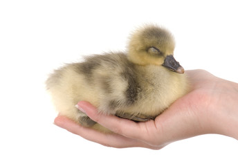 jeune oie qui dort dans les mains d'une femme