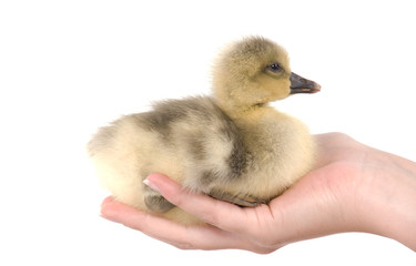 jeune oie dans les mains d'une femme