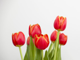 Orange Tulips