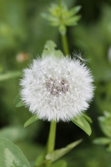 Blühender Löwenzahn