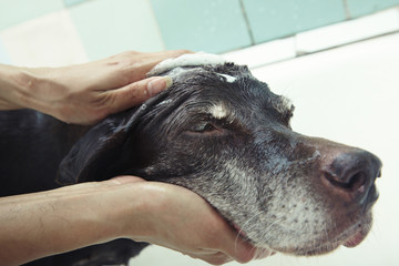Washing dog
