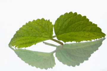 zwei freigestellte Zitronenmelissen Blätter mit einer Spiegelung