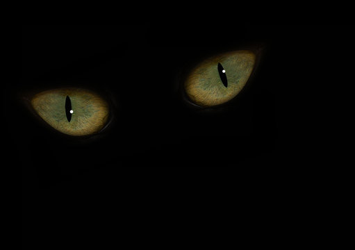 animals eyes in dark