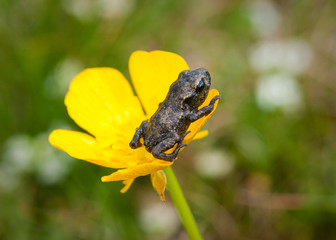 Small Toad on a Buttercup
