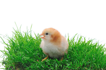 chick in grass