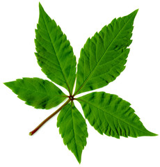 leaf of tree isolated