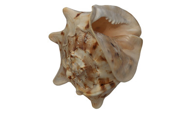 Big sea shell