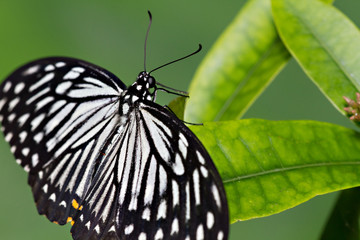 Macro of an exotic butterfly