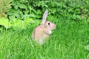 rabbit on a green grass.