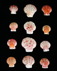 Colorful sea shells variety on black background