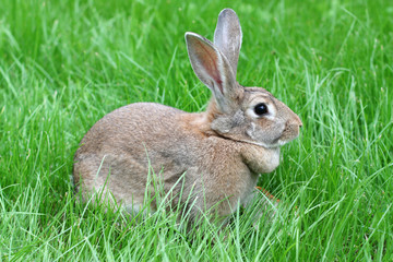 brown rabbit.