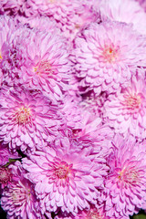 chrysanthemum