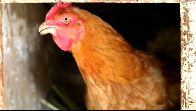 poule