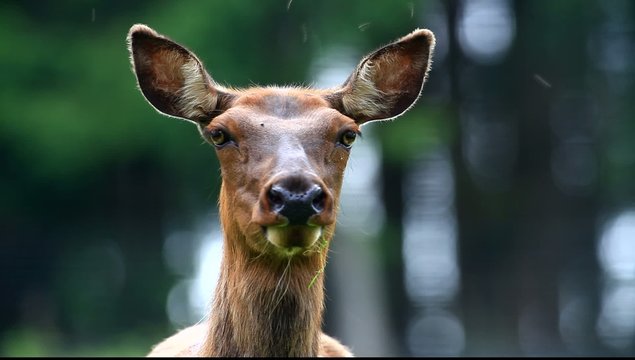 wapiti hirsch