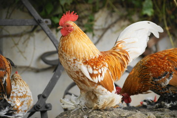 federfüßiges Zwerghuhn