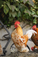 federfüßiges Zwerghuhn