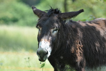 Fototapeta premium mulo