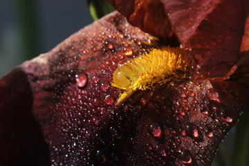 PURPLE IRIS CLOSE-UP