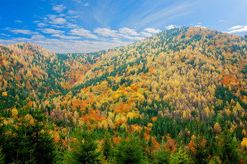 Fototapeta premium autumn forest