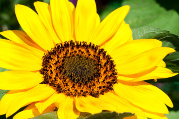 Obraz premium Sunflower a background.