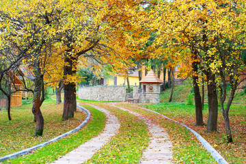 Fototapeta premium autumn forest