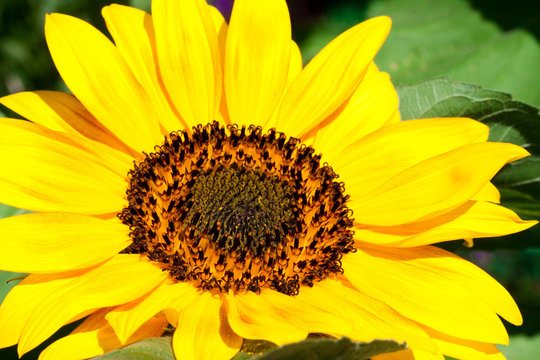 Sunflower a background.