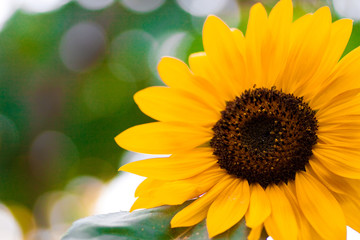 Fototapeta premium Sunflower a background.