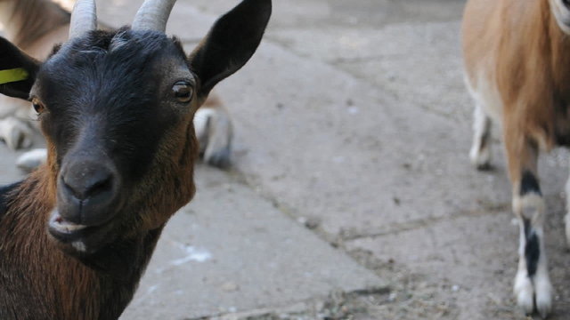 Ziegen im Kleintierzoo