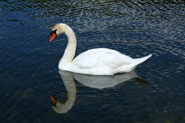 Swan on lake