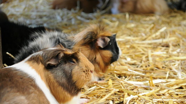 Meerschweinchen beim Ausruhen