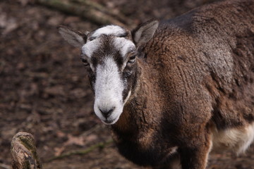 Fototapeta premium Mufflon (Schaf)