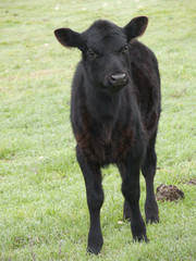 calf