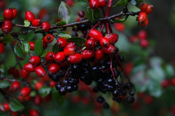 Holunderbeeren