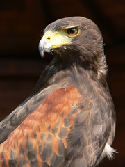 Geifvogel